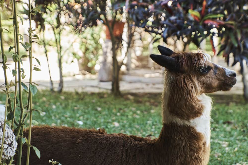 אחר