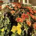 נוף חיצוני