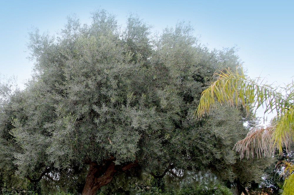 נוף חיצוני