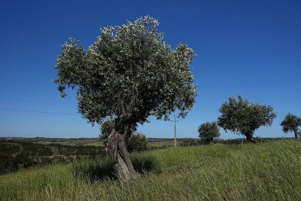 נוף חיצוני