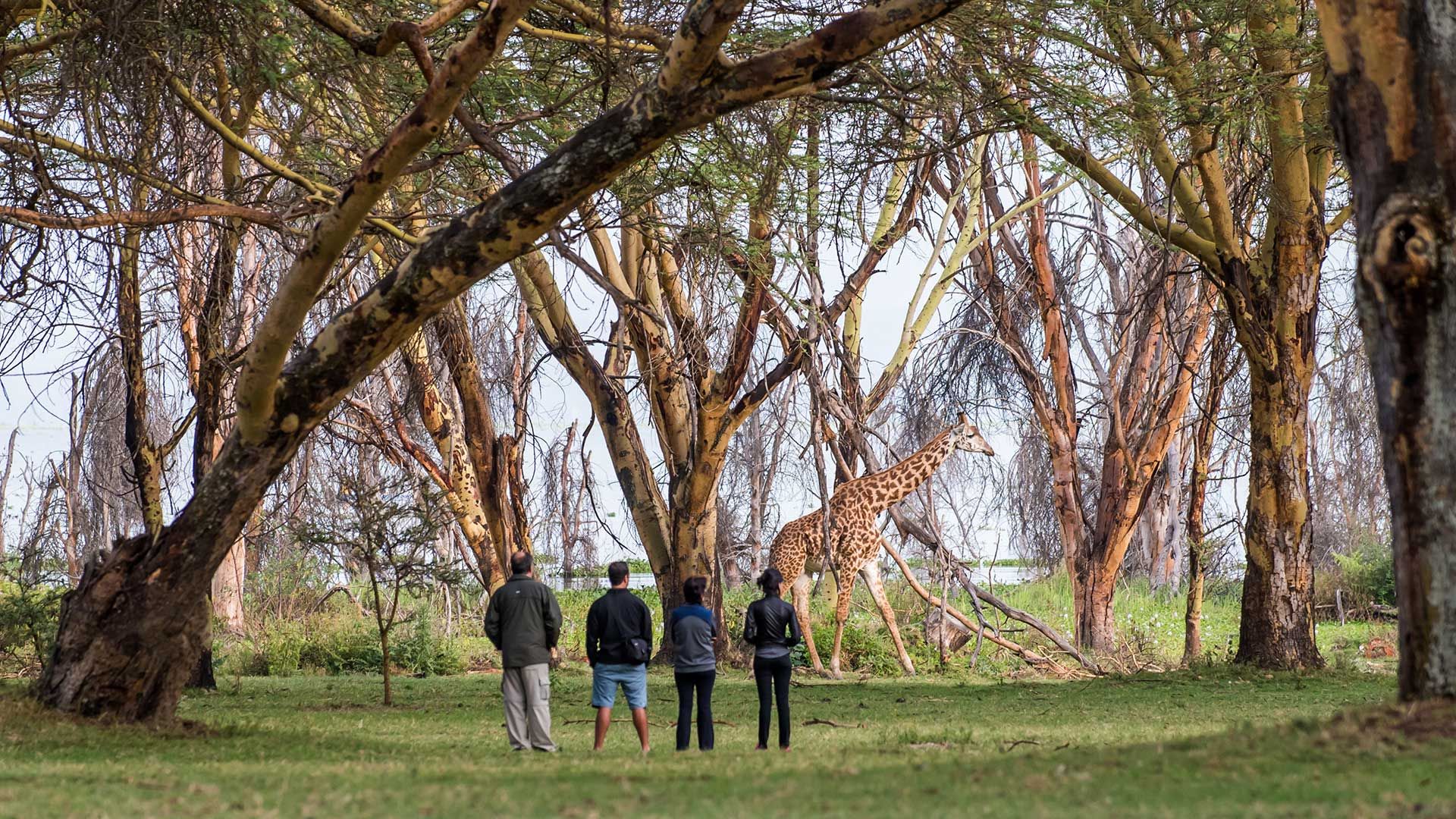 נוחות המלון